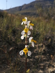 Disa flexuosa