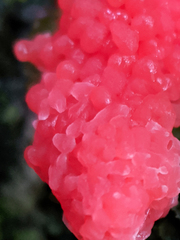 Tubifera ferruginosa acutissima