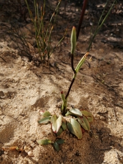 Disa flexuosa