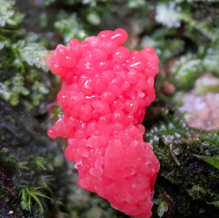 Tubifera ferruginosa acutissima