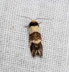 Thallarcha phalarota