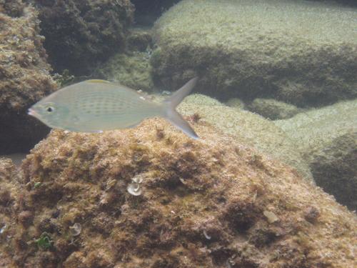 Gerres longirostris
