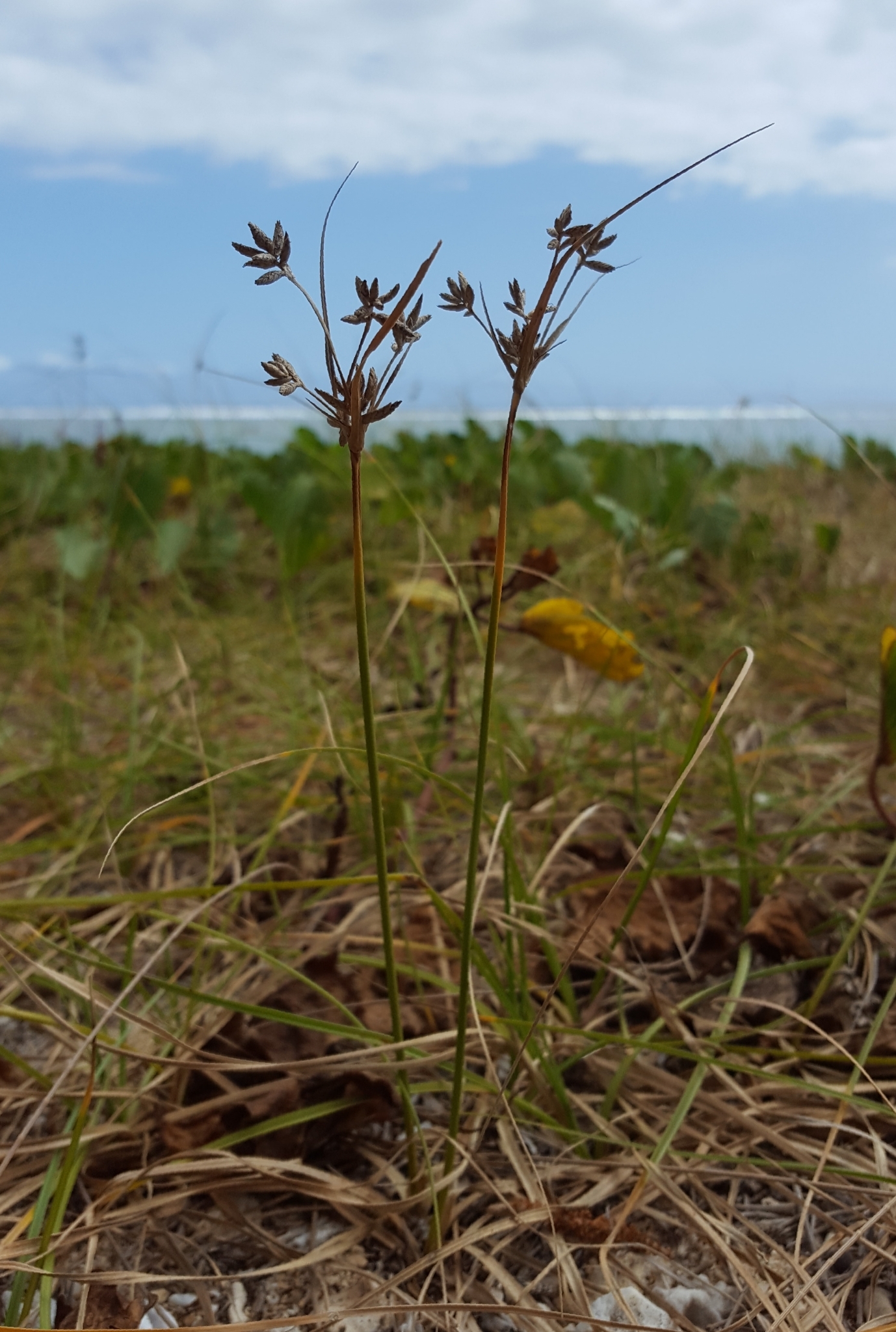 (c) François Rousseu, certains droits réservés (CC BY-NC) https://www.inaturalist.org/observations/96336044