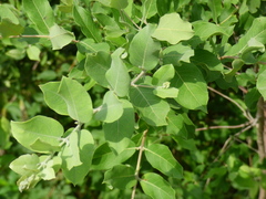 Guiera senegalensis
