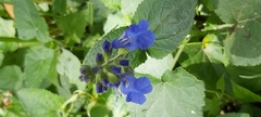 Salvia