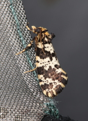 Ardiosteres moretonella