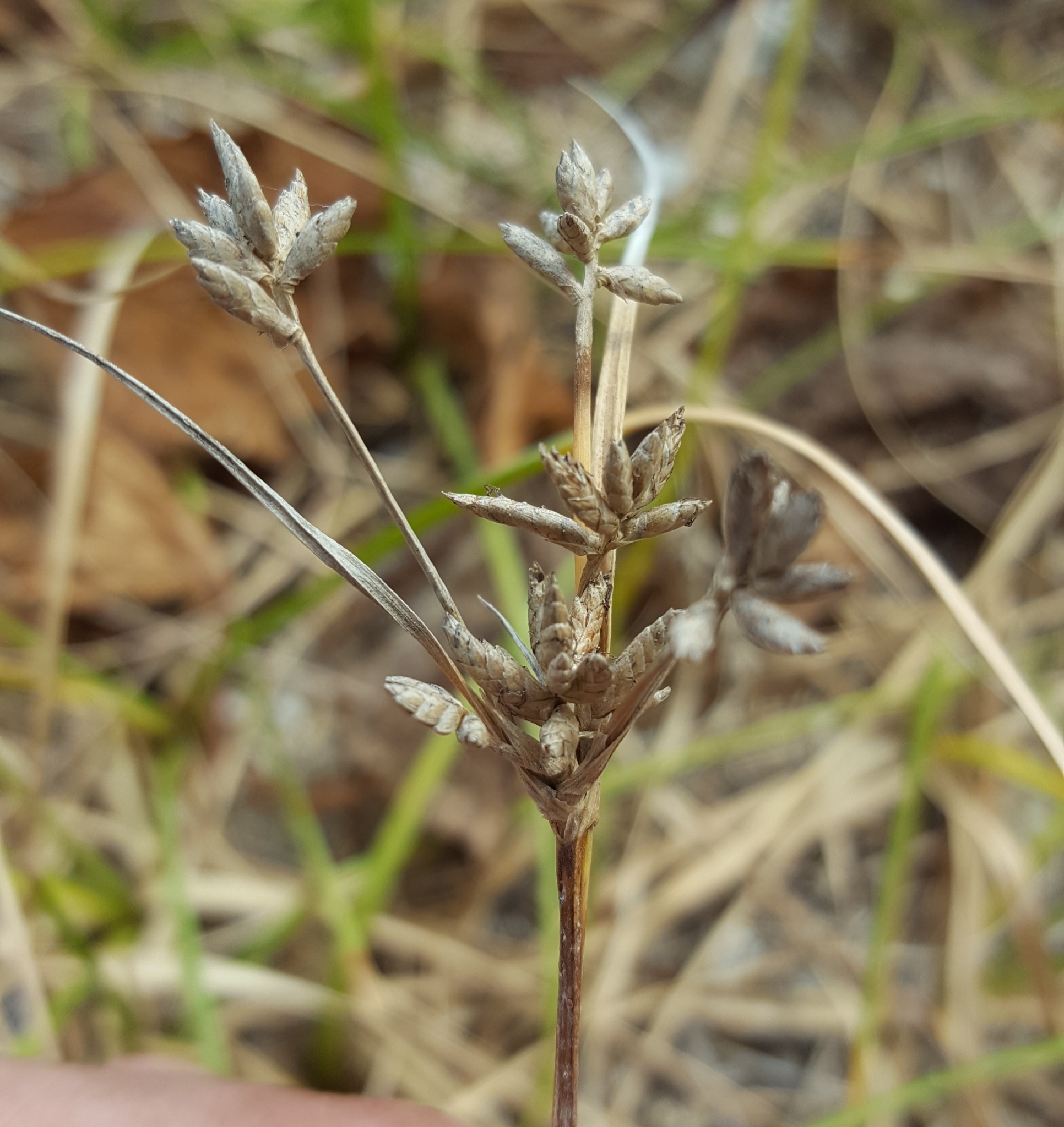 (c) François Rousseu, certains droits réservés (CC BY-NC) https://www.inaturalist.org/observations/96336044