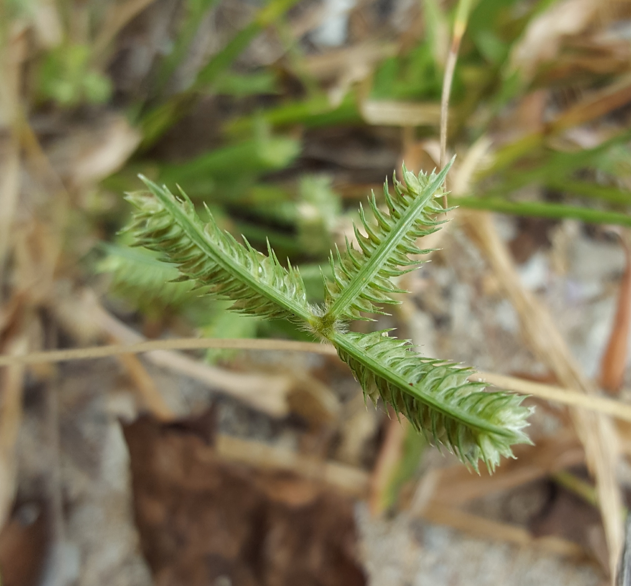 (c) François Rousseu, certains droits réservés (CC BY-NC) https://www.inaturalist.org/observations/96336117