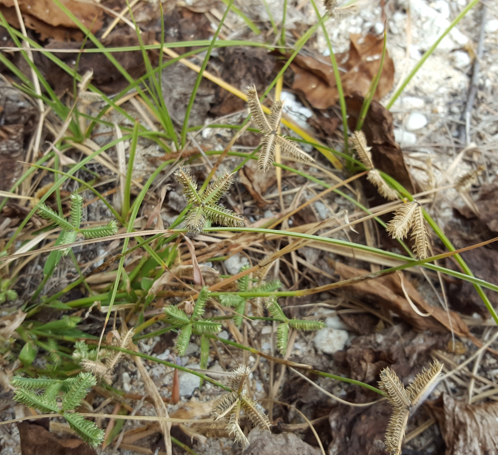 (c) François Rousseu, certains droits réservés (CC BY-NC) https://www.inaturalist.org/observations/96336117