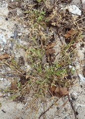 Dactyloctenium ctenoides