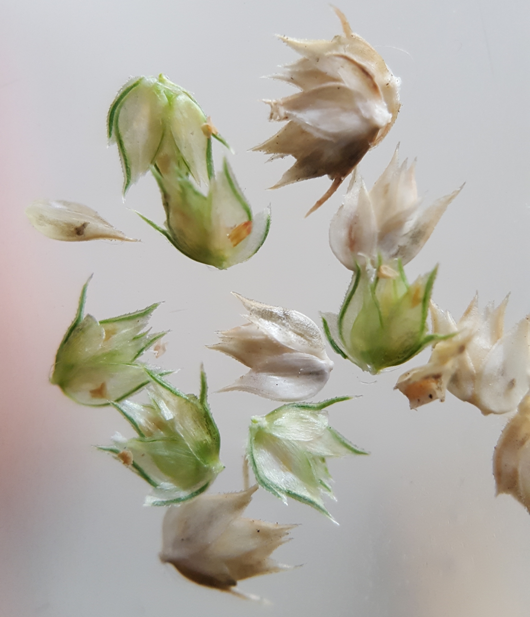 (c) François Rousseu, certains droits réservés (CC BY-NC) https://www.inaturalist.org/observations/96336117