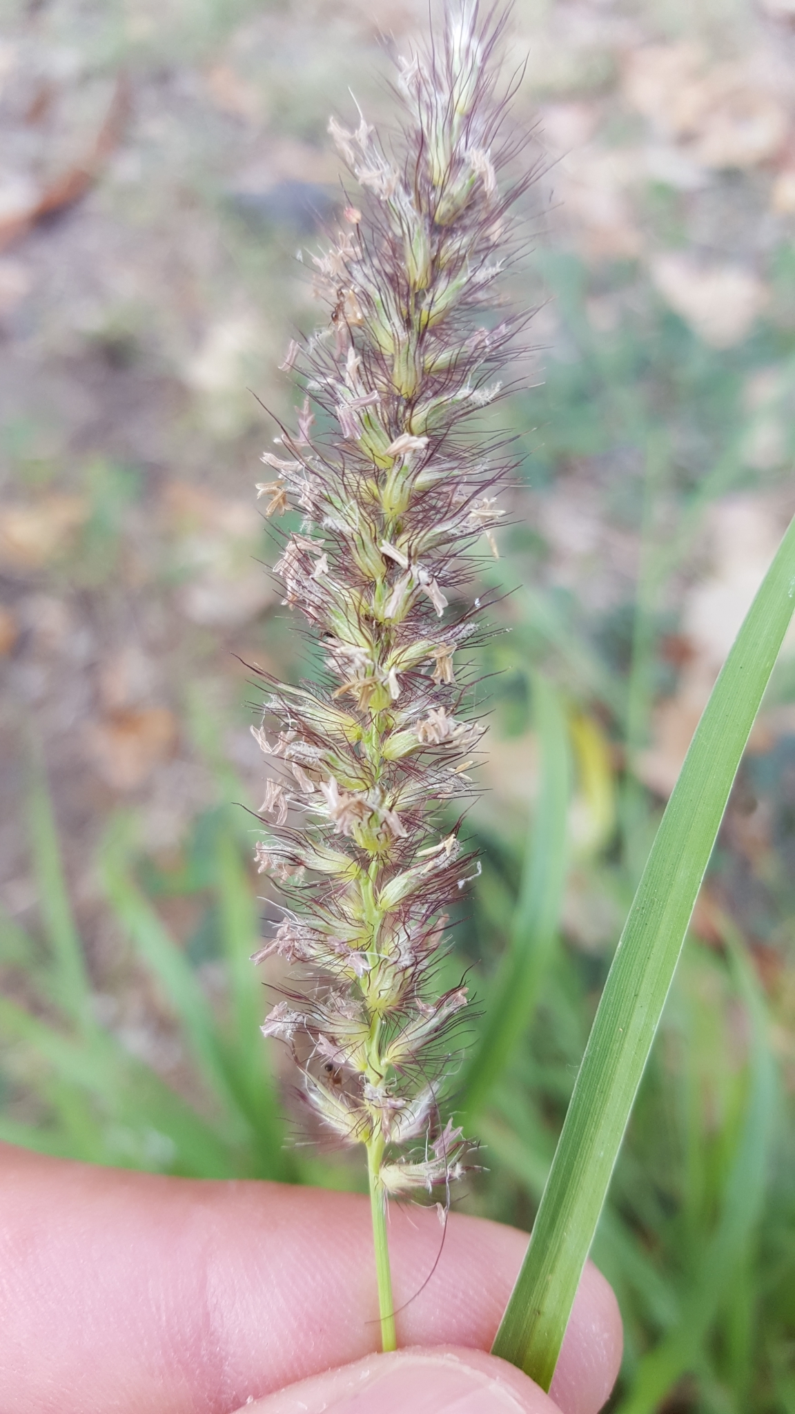 (c) François Rousseu, certains droits réservés (CC BY-NC) https://www.inaturalist.org/observations/96336183