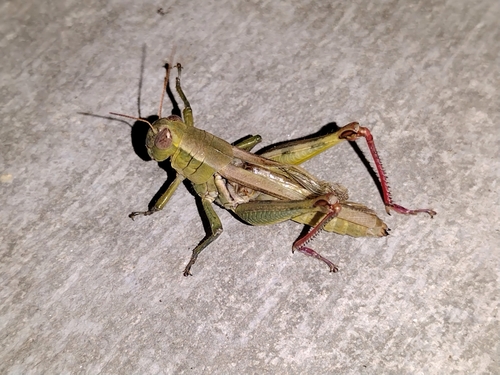 Yarrow's Grasshopper photo 5