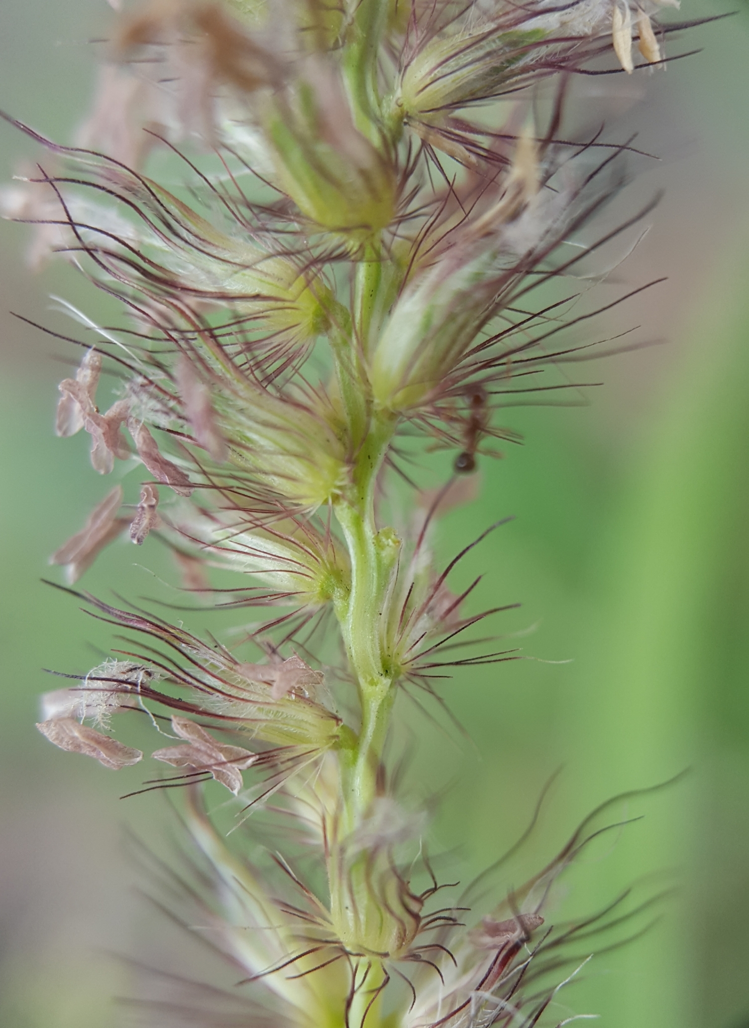 (c) François Rousseu, certains droits réservés (CC BY-NC) https://www.inaturalist.org/observations/96336183