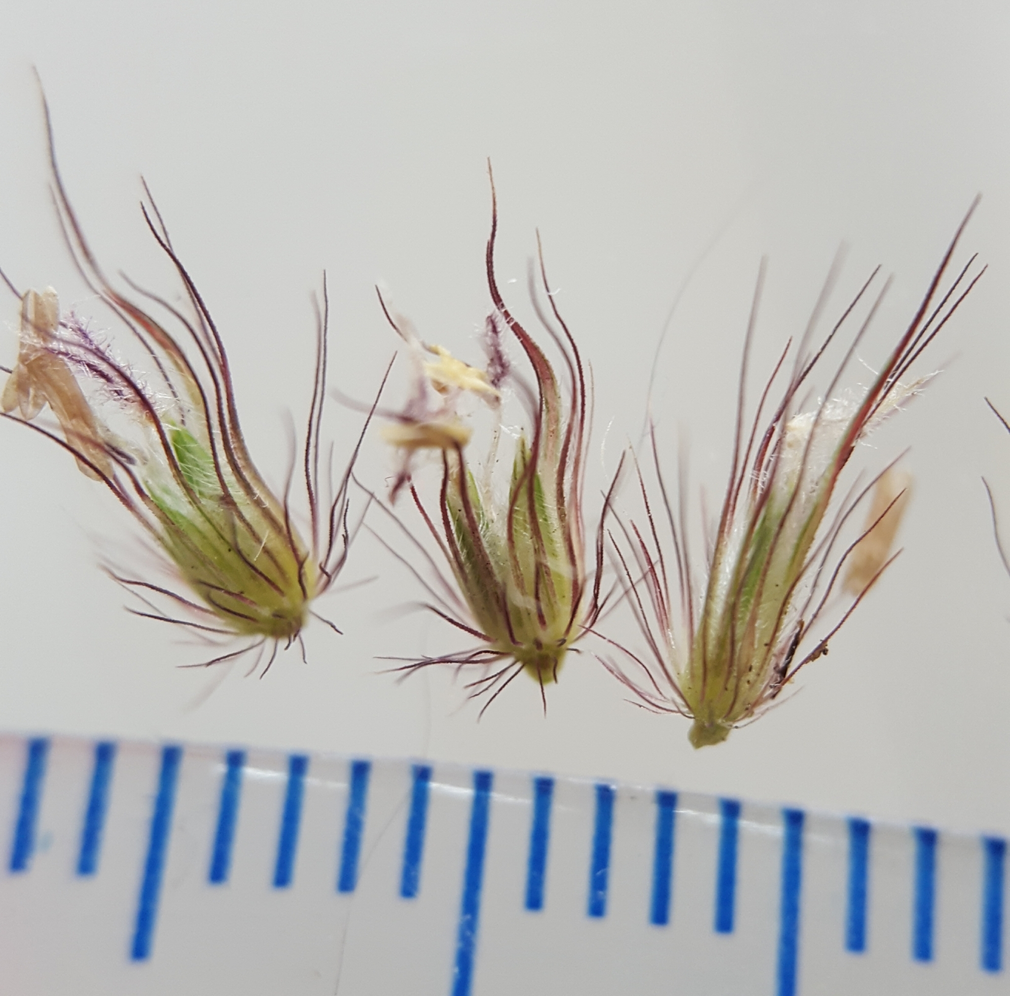 (c) François Rousseu, certains droits réservés (CC BY-NC) https://www.inaturalist.org/observations/96336183