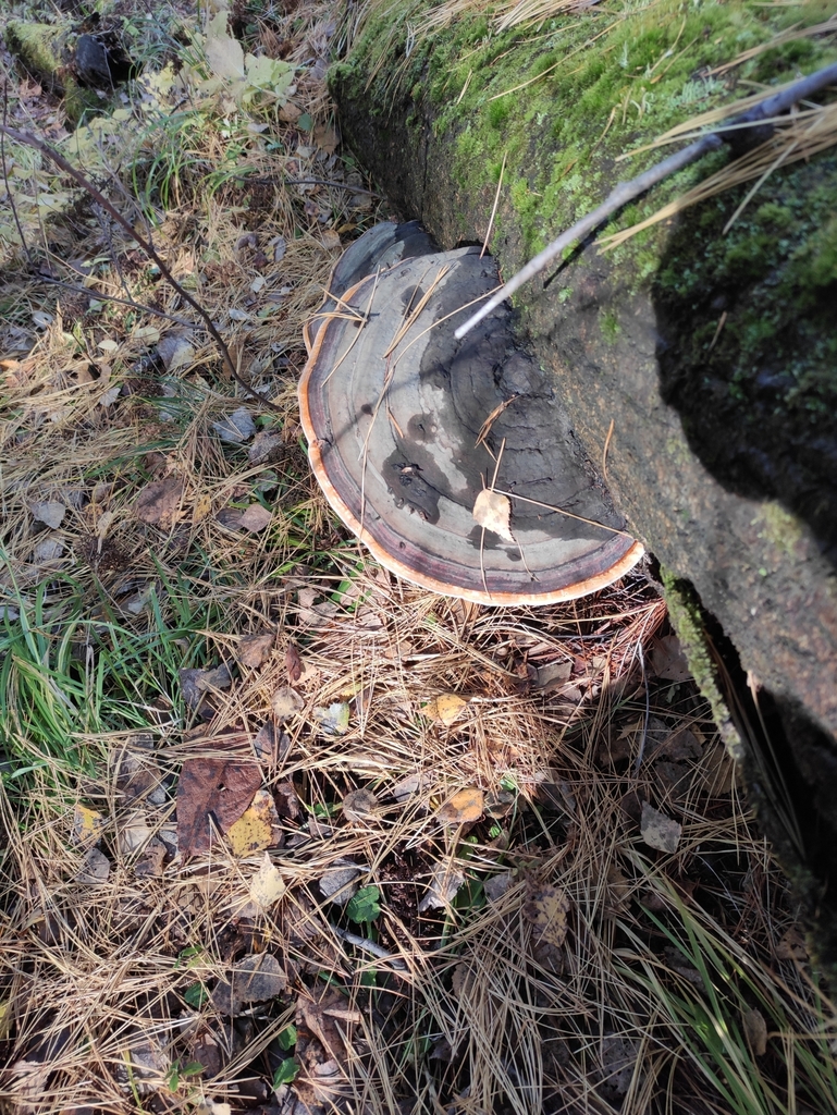Fomitopsis pinicola · September 2021 · photo: © wrrite (iNaturalist, cc-by)