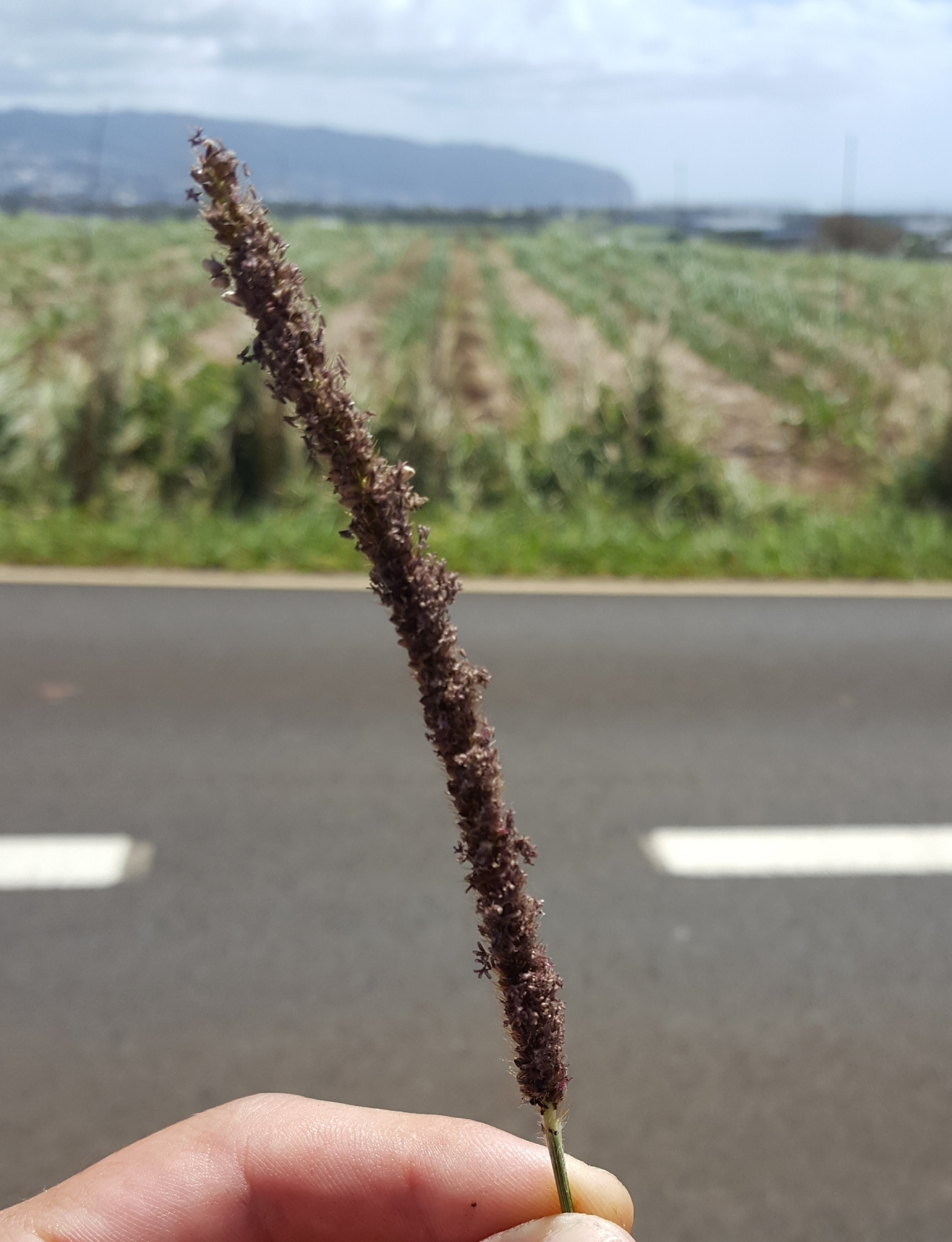 (c) François Rousseu, certains droits réservés (CC BY-NC) https://www.inaturalist.org/observations/96336252