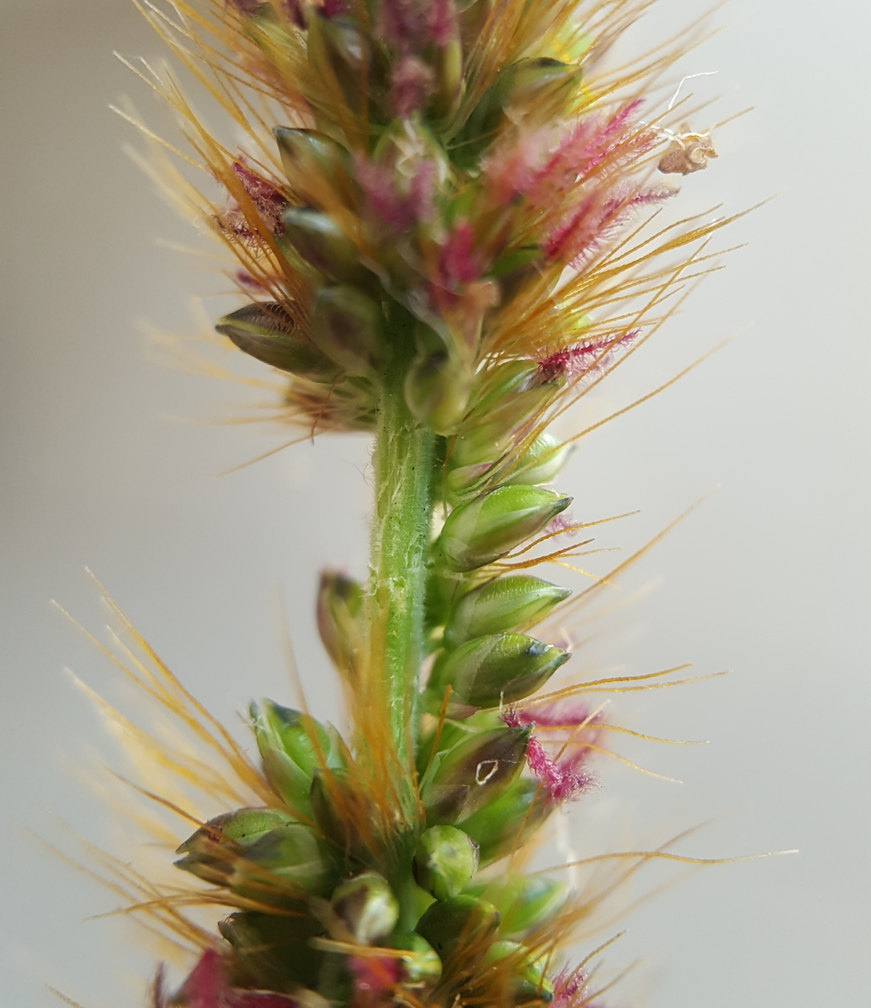 (c) François Rousseu, certains droits réservés (CC BY-NC) https://www.inaturalist.org/observations/96336252