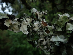 Parmotrema reparatum