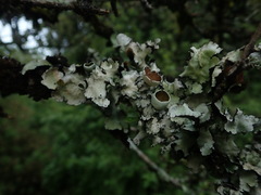 Parmotrema reparatum