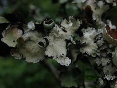 Parmotrema reparatum