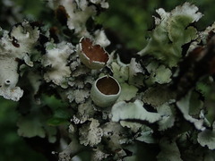 Parmotrema reparatum