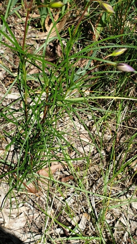 Image of Cheiranthera alternifolia by (c) Rosalie Lawrence, some rights reserved (CC BY)