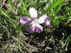 Dianthus campestris