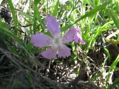 Dianthus campestris