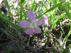Dianthus campestris