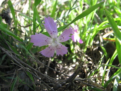 Dianthus campestris
