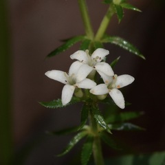 Asperula scoparia