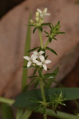Asperula scoparia