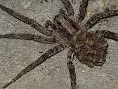 Lycosidae