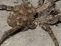 Lycosidae