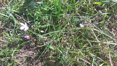 Dianthus campestris