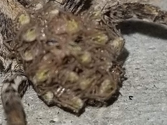 Lycosidae