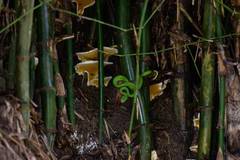Trimeresurus macrops