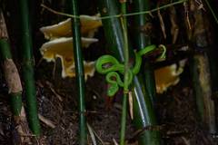 Trimeresurus macrops
