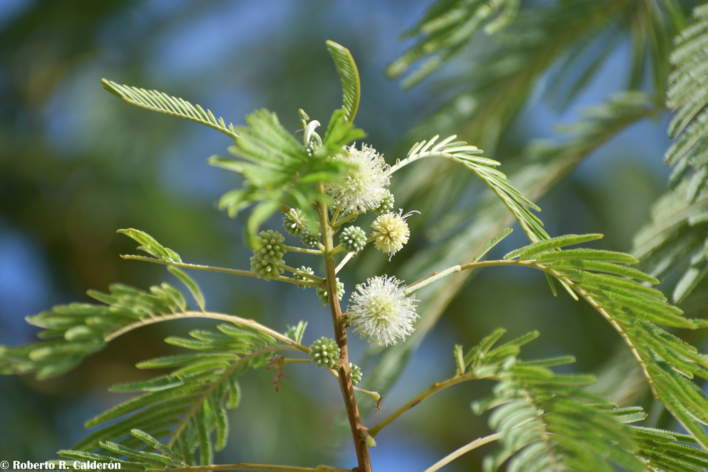 Lead Path Tree leadtrees in July 2021 by Roberto R. Calderón. White Leadtree (Leucaena ...