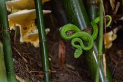 Trimeresurus macrops