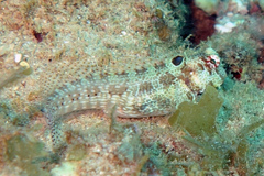 Crossosalarias macrospilus