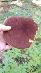 Aureoboletus mirabilis