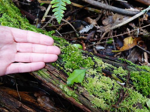 Leucobryum javense