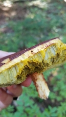 Aureoboletus mirabilis