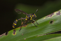 Monoceromyia javana
