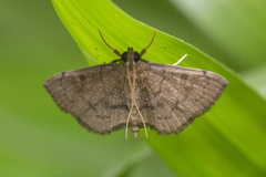 Protonoceras