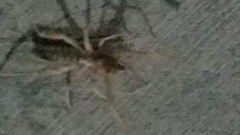 Eremobates