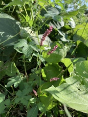 Persicaria longiseta