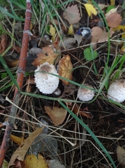 Coprinus comatus